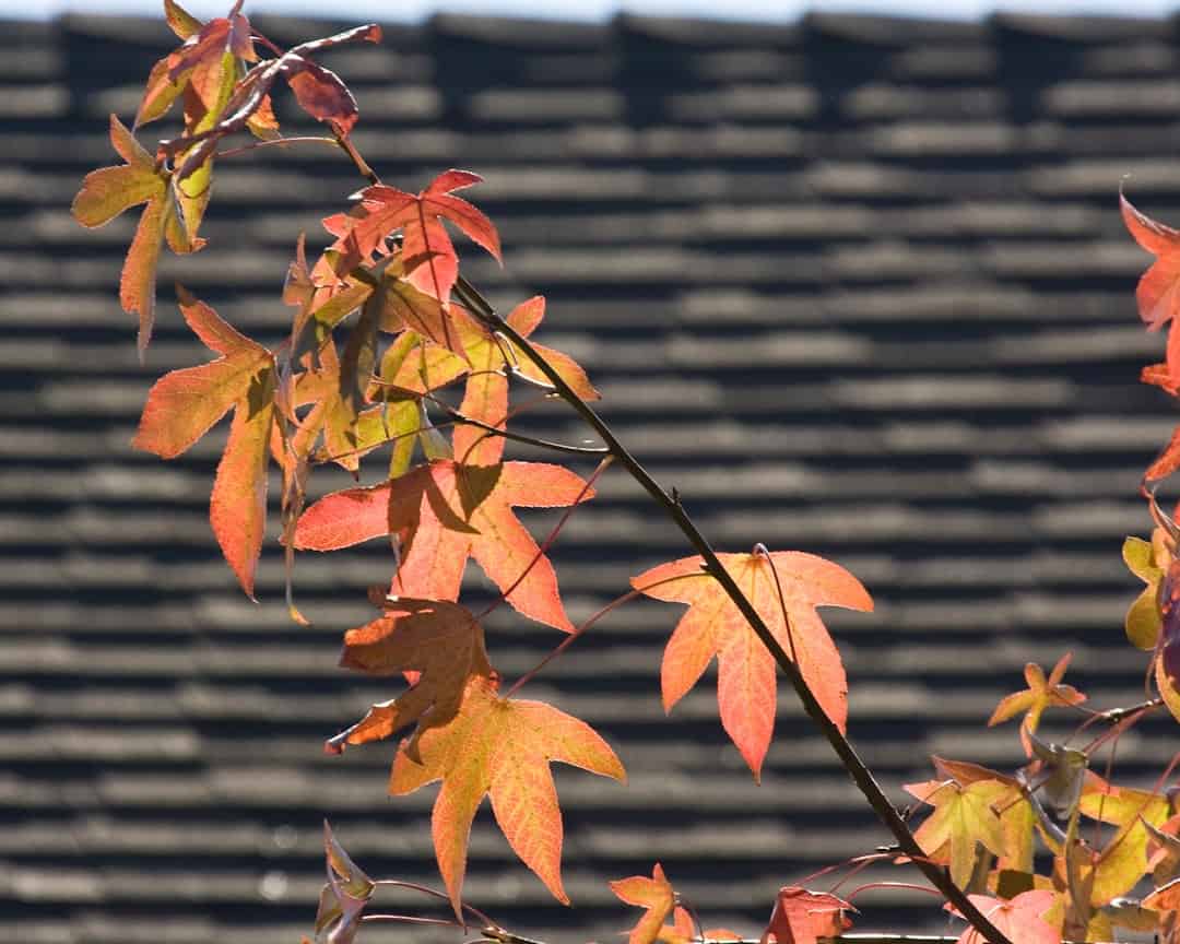Leaky Roof? Find Your Rochester NY Repair Experts Here!