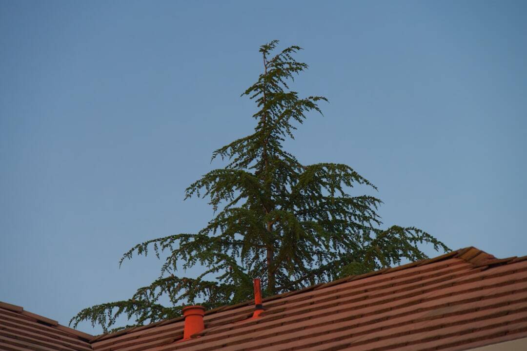 Pine-ing for a New Roof? Tall Pines Roofing in Rochester Has You Covered!